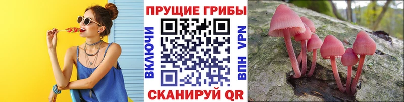 kraken tor  Приморск  Галлюциногенные грибы мицелий 
